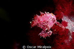candy crab by Oscar Miralpeix 